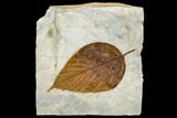 Fossil Hackberry Leaf (Celtis) - Montana #113255-1